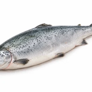 Hele verse zalm op een witte achtergrond