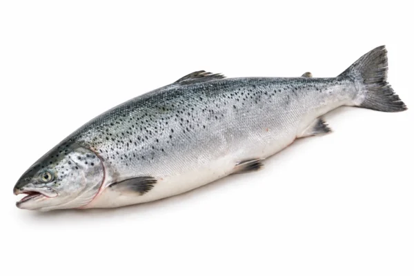 Hele verse zalm op een witte achtergrond